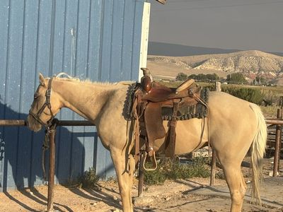 3 year old grade gelding