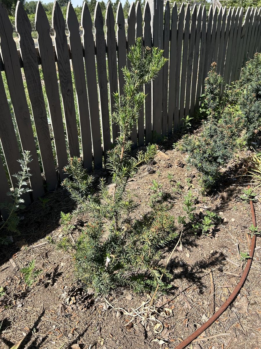 Hicks yew. Evergreen tree