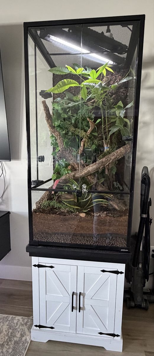 Bioactive Crested Gecko terrarium with 3 crested geckos.