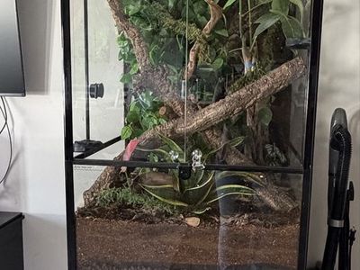 Bioactive Crested Gecko terrarium with 3 crested geckos.