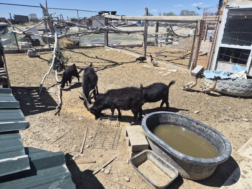 Nigerian dwarf goats