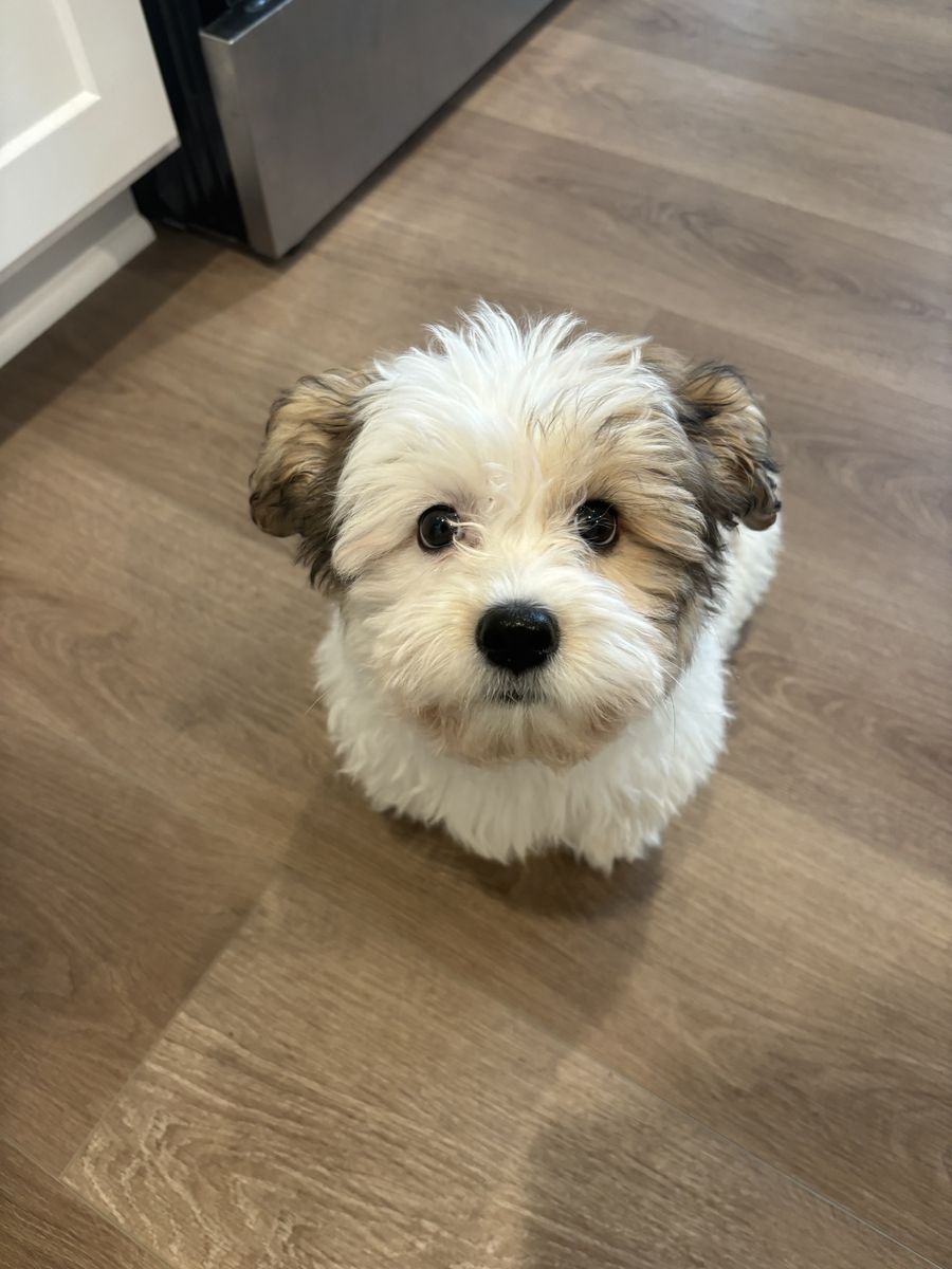 TEDDY BEAR PUPPY Shih Tzu & Bichon Frise - White & Brindle - Therapy Dog Breed - Designer Breed - AKC - Microchipped
