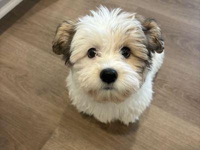 TEDDY BEAR PUPPY Shih Tzu & Bichon Frise - White & Brindle - Therapy Dog Breed - Designer Breed - AKC - Microchipped