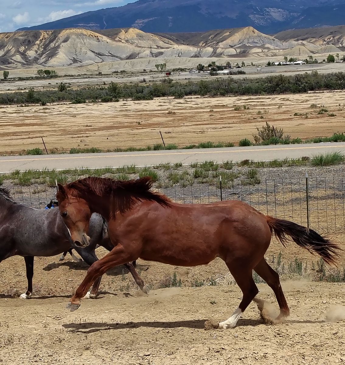 Metallic cat filly