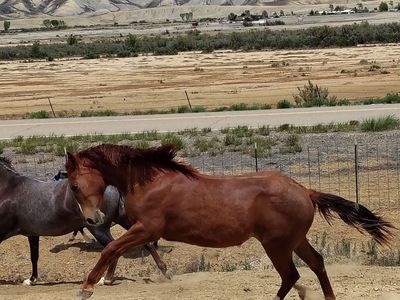 Metallic cat filly
