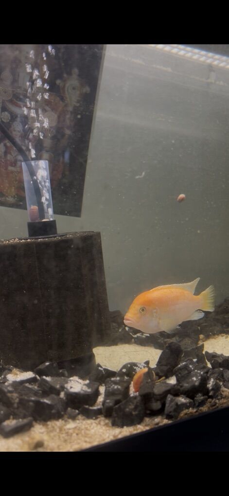 4 African Cichlid