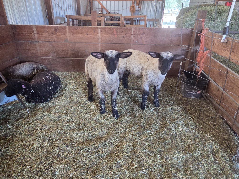 Crossbred Lambs Livestock Sheep