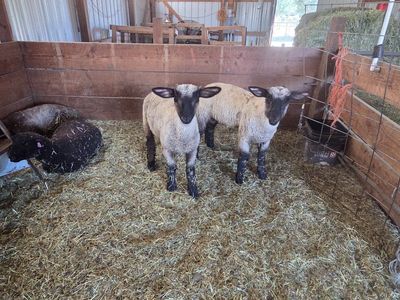Crossbred Lambs Livestock Sheep