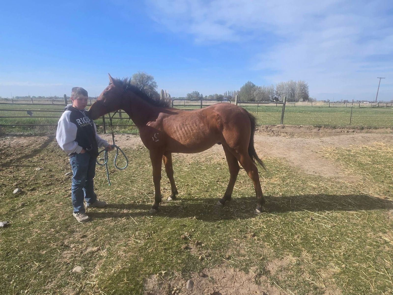 2025 AQHA bay colt