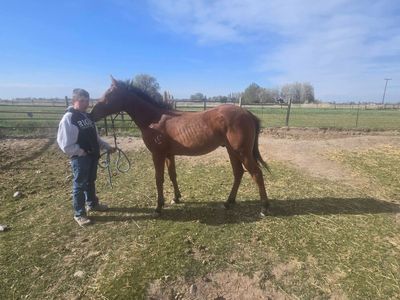2025 AQHA bay colt