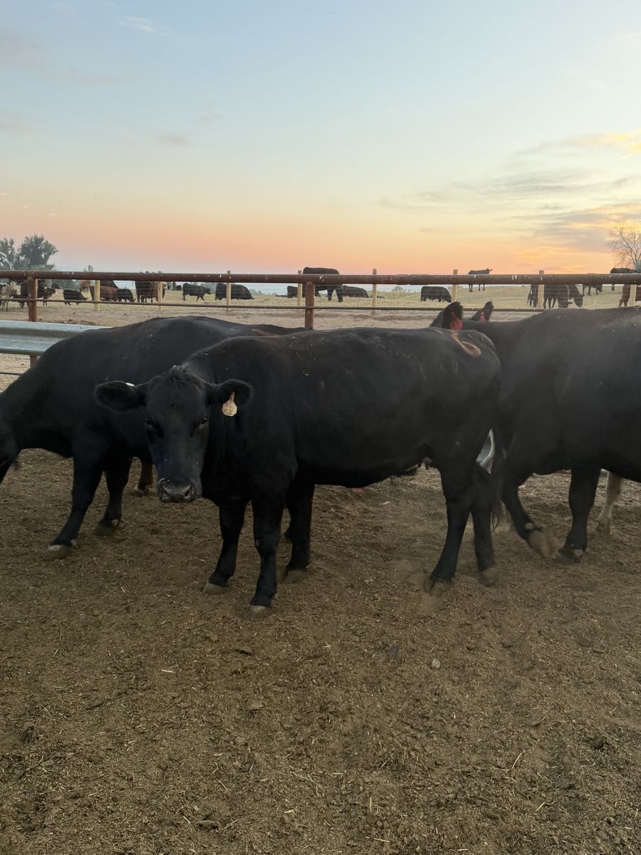 6 Bred beef Cows (6-7+ bred)