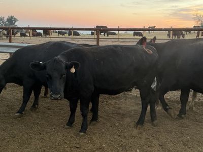 6 Bred beef Cows (6-7+ bred)