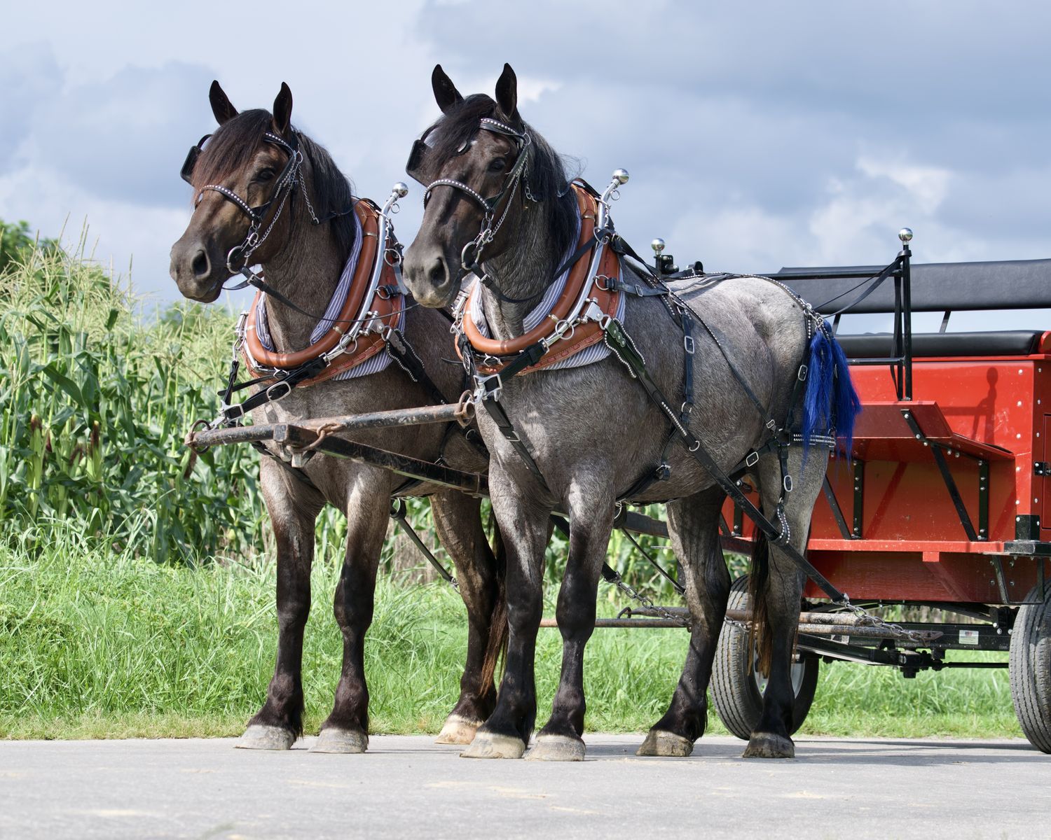 Blue Roan Percheron Gelding Team for SALE