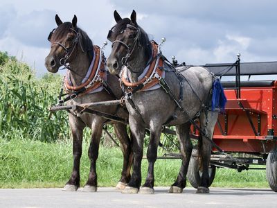 Blue Roan Percheron Gelding Team for SALE