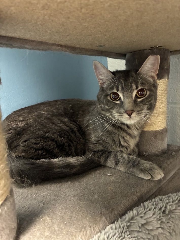 A163411 Mayhem, Available for Adoption