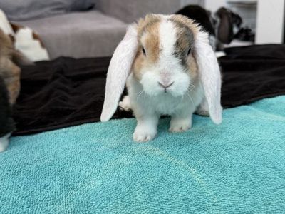 Purebred mini plush lops