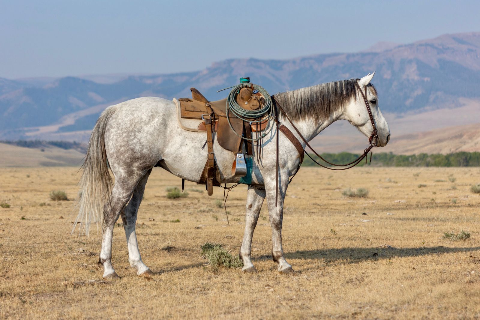 Grade Quarter horse