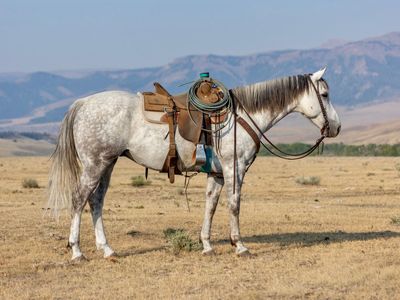 Grade Quarter horse