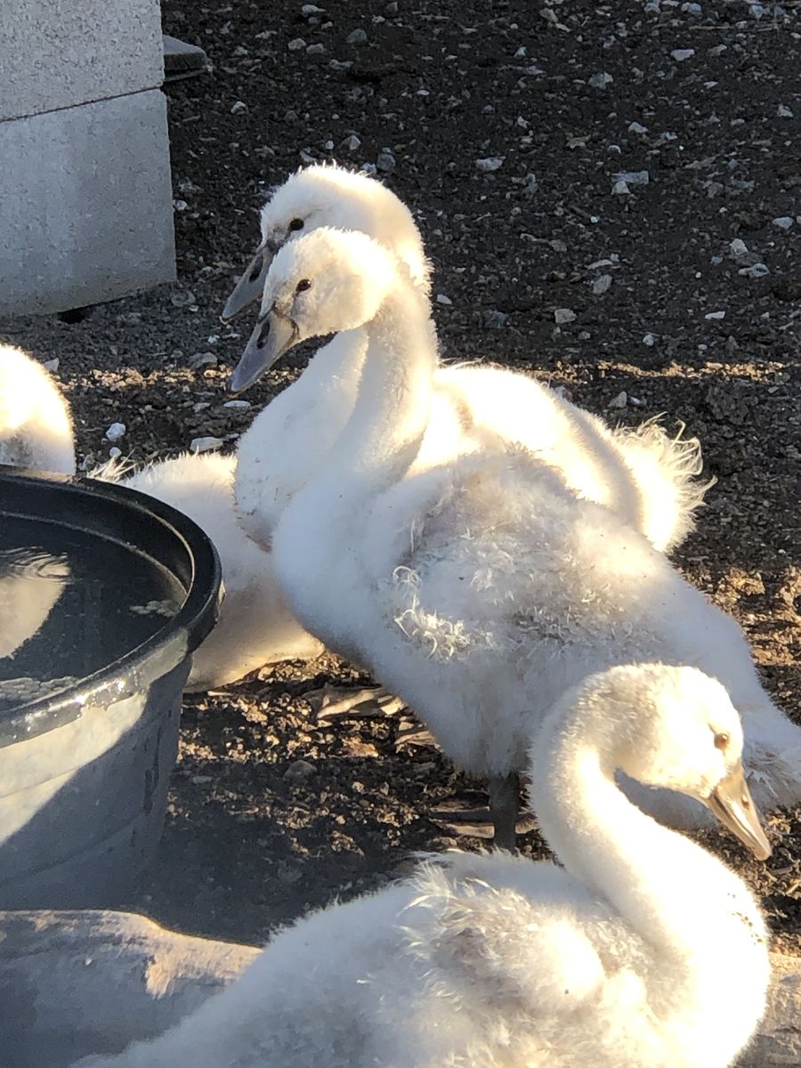 Young Royal Mute Swans