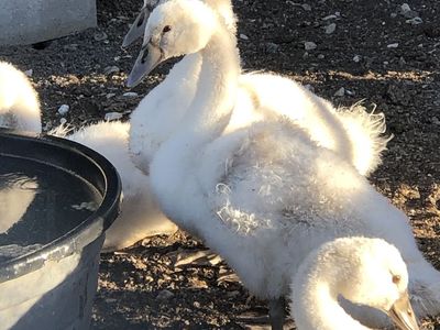Young Royal Mute Swans