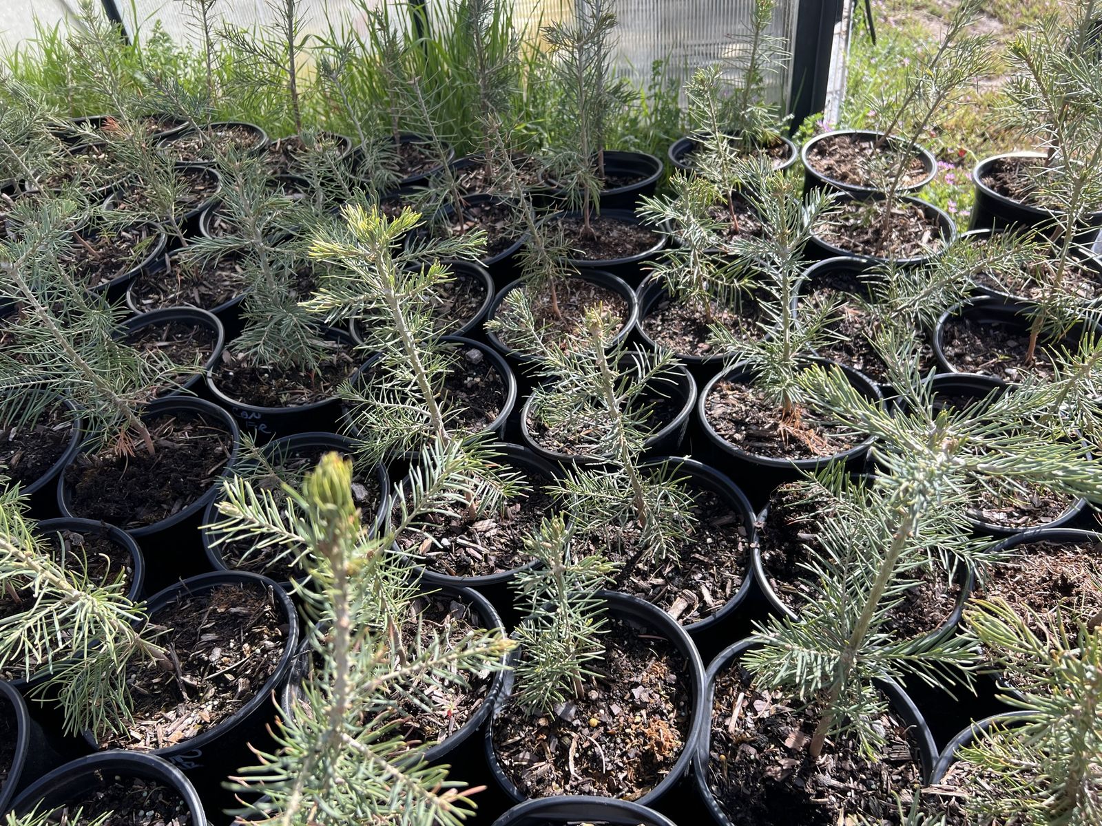 3 year old concolor (white) fir tree in 1 gal