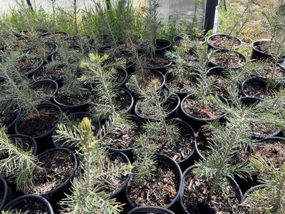 3 year old concolor (white) fir tree in 1 gal