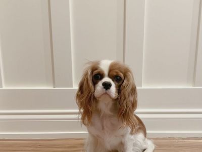King Charles females iso forever homes