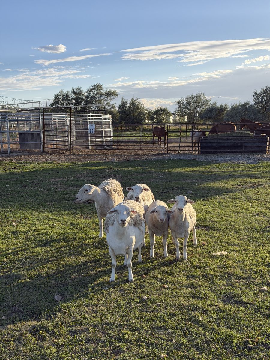 Dorper Sheep Flock: 1 Ram, 3 Ewes, 2 Lambs - Ideal Starter Flock