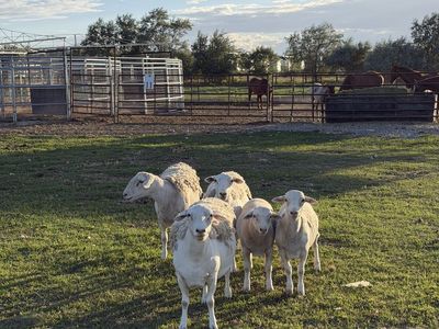 Dorper Sheep Flock: 1 Ram, 3 Ewes, 2 Lambs - Ideal Starter Flock