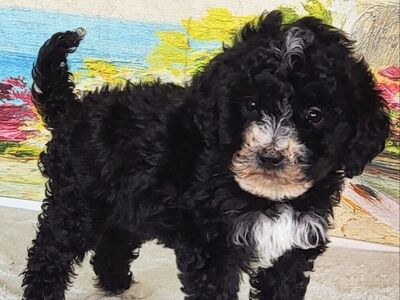 Micro Bernedoodle - Boy Mendy $1200