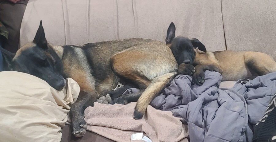 Belgian Malinois Puppies 10 weeks old & Ready Now.