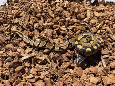 Het Lavender 50% Pos Het Pied