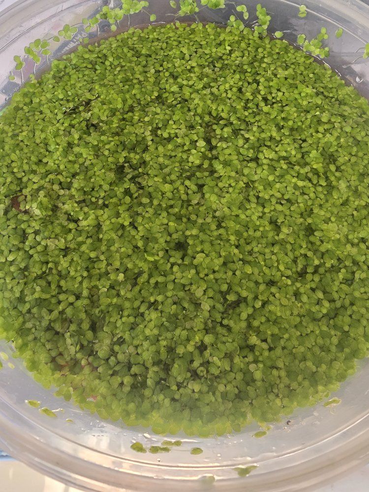Fresh Duckweed