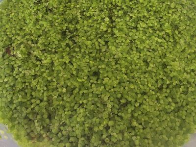 Fresh Duckweed