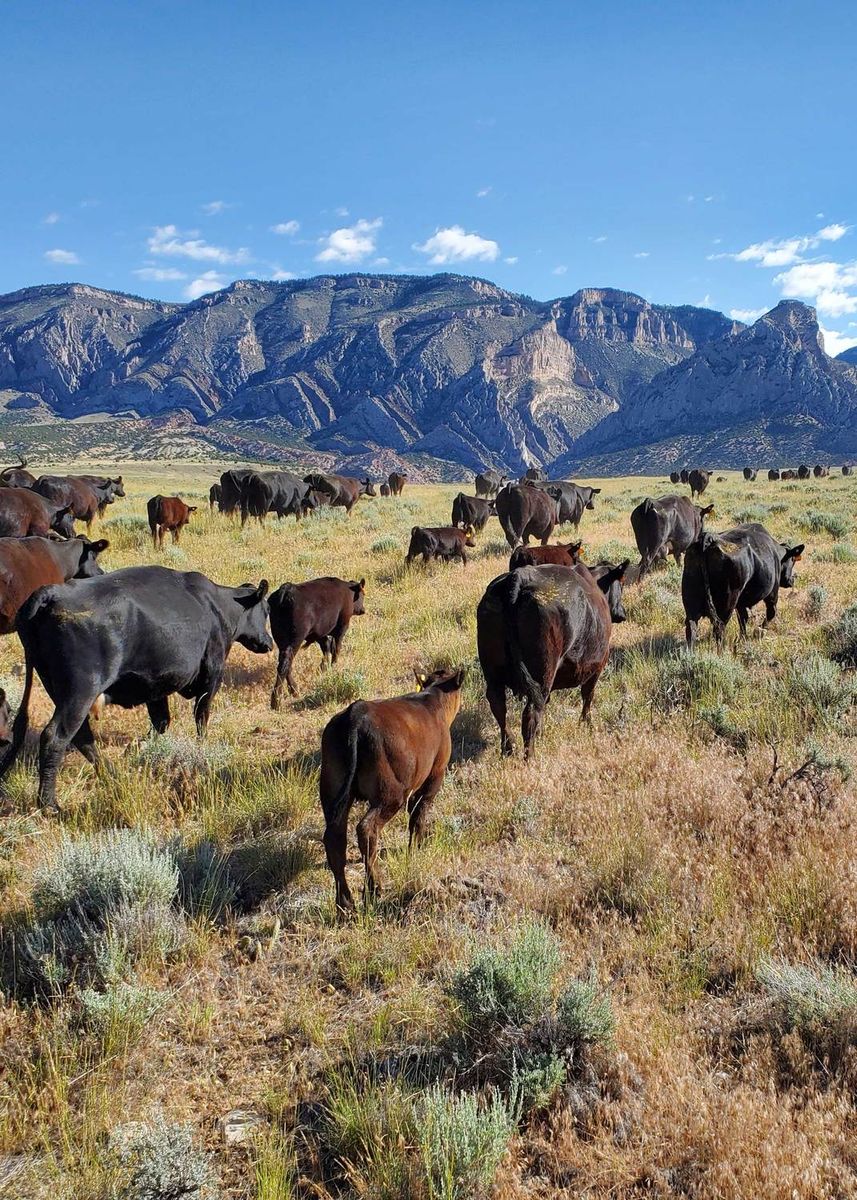 ISO Grazing