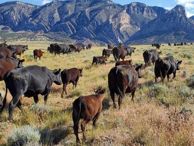 ISO Grazing