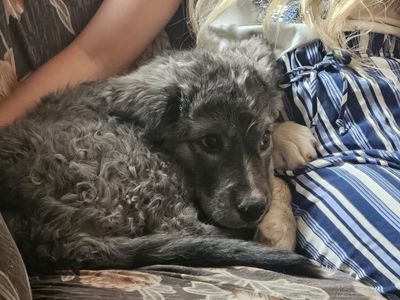 Golden retriever puppy mix