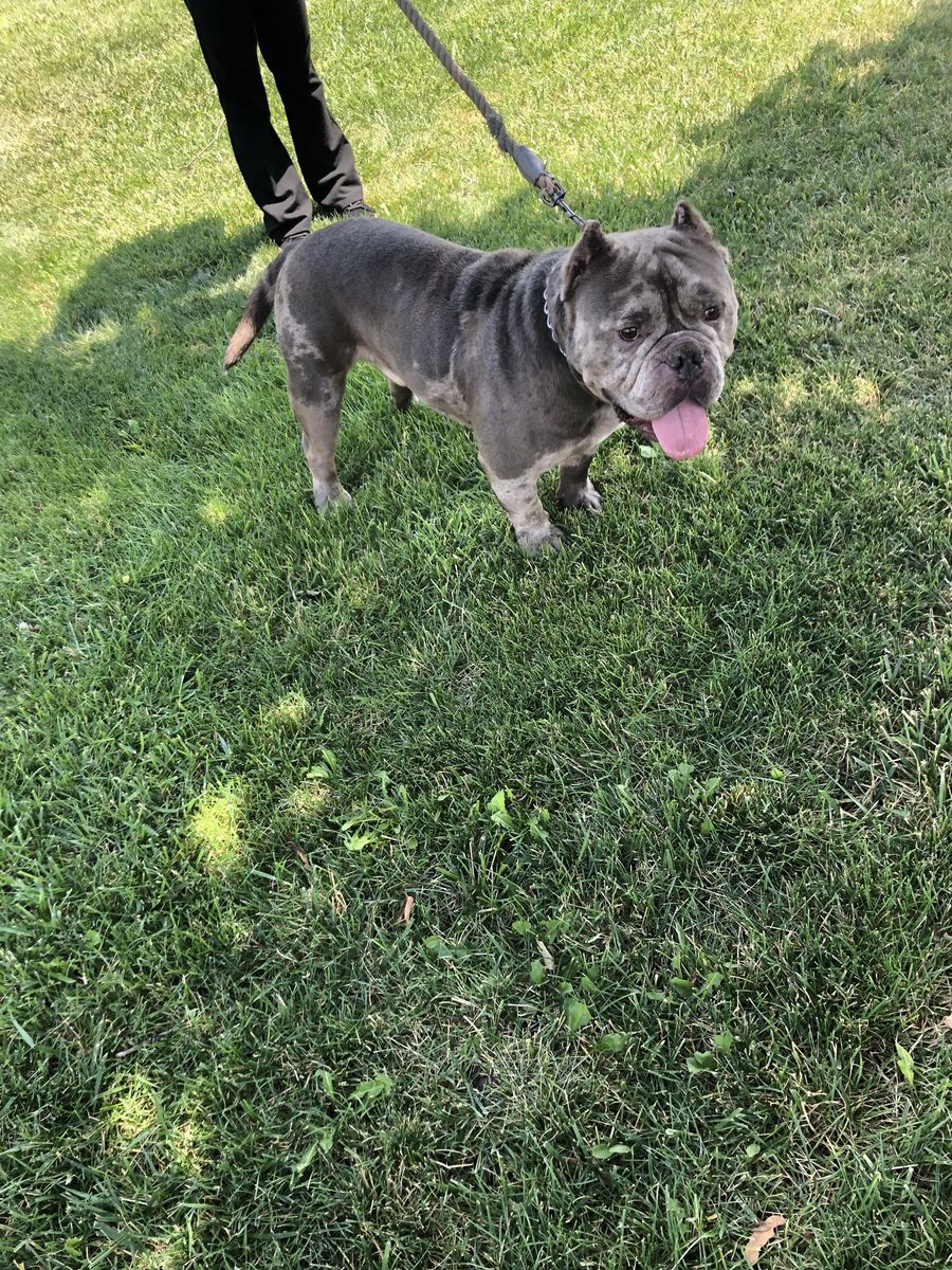 Merle pocket bully