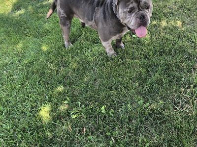 Merle pocket bully