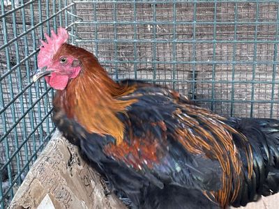 Free - Black Copper Maran Rooster