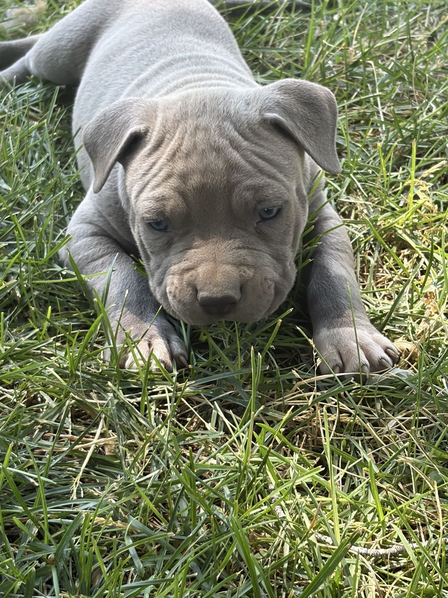 Blue nose pitbull puppies 