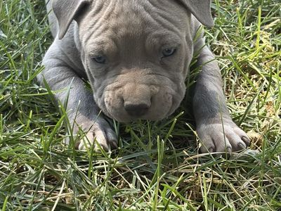 Blue nose pitbull puppies