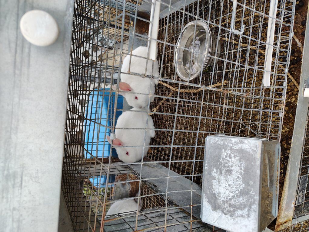 2 bucks/male rabbits for sale $20 each; more soon