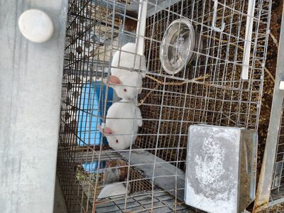 2 bucks/male rabbits for sale $20 each; more soon