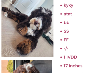 Mini Bernedoodle Stud Chocolate SS -/- FF