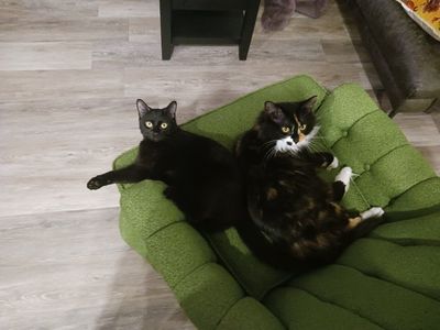 BONDED Kittens in need of rehoming