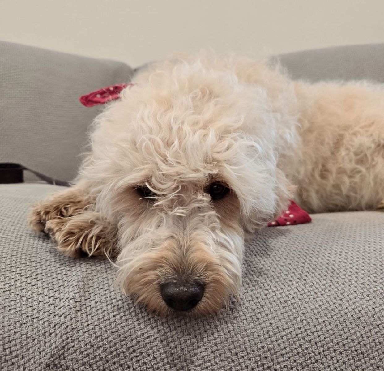 Goldendoodle girls! OBO