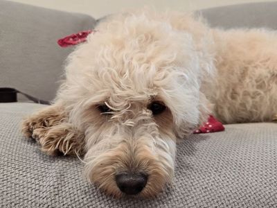 Goldendoodle girls! OBO