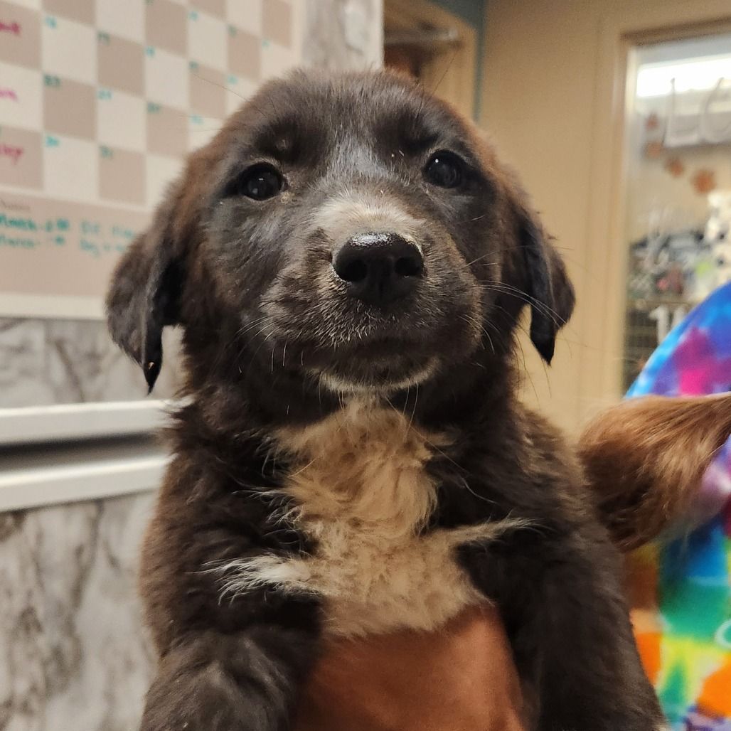 Hello my name is Gremolata