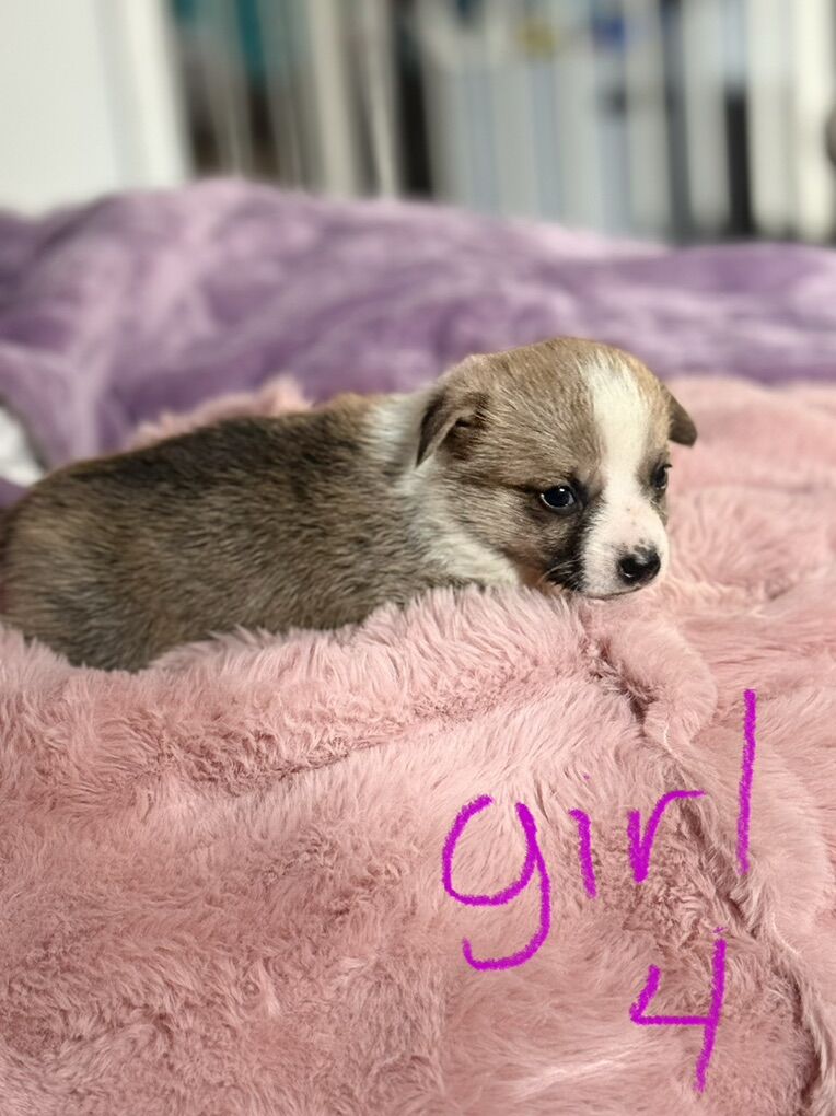 Corgi Pups For Sale